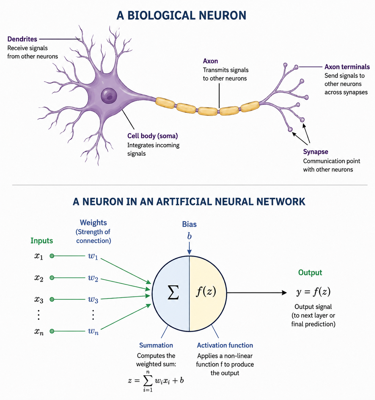 A biological neuron on top compared with a neuron in an artificial neural network on the bottom